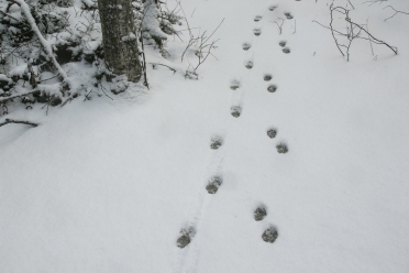 Track trails of wolf-dog hybrids