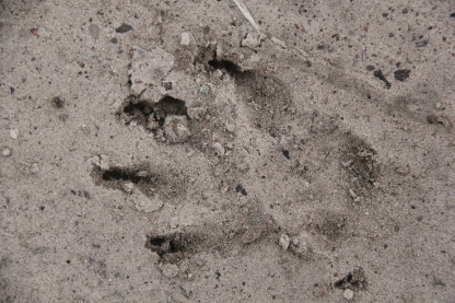 Dog's footprint