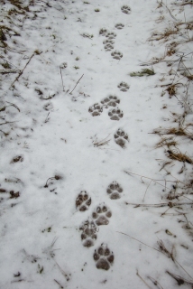 Track trails of three wolves