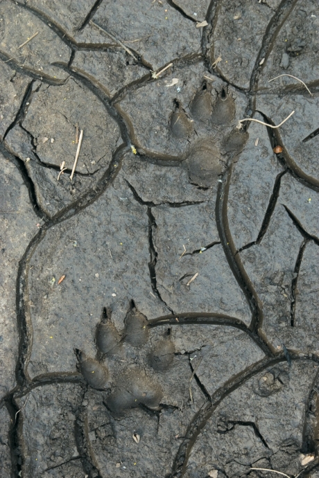 Dog's footprints