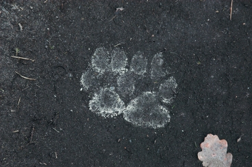 Wolf footprints: fore one at the right and hind one at the left