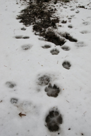 Wolf tracks at marking point