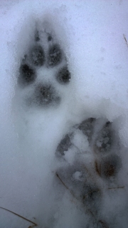 Wolf footprints: fore one in the above and hind one in the below