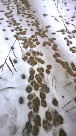 Track trail of nine wolves