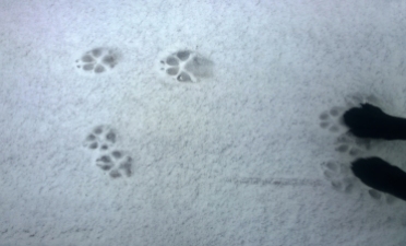 Dogs' footprints