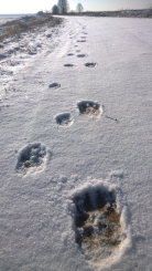 Track trails of wolf pair; one of the wolves is rather big with outstandingly big paws