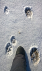 Footprints of wolf pair; one of the wolves is rather big with outstandingly big paws