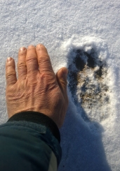 Outstandingly big footprint of wolf