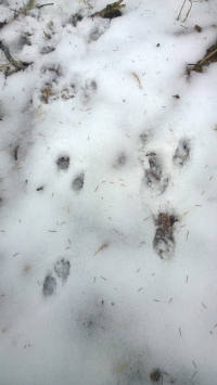 Tracks of the escaping badger and the raccoon dog that was running after the badger