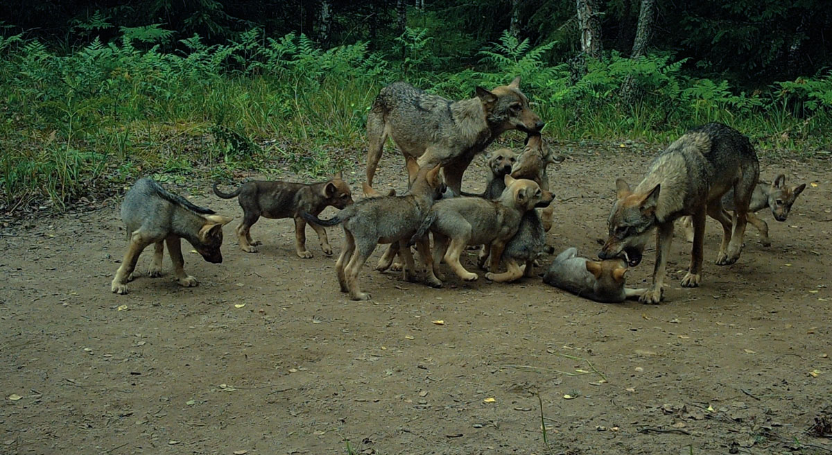 Two wolf litters, two breeding females, founding male and two pup-sitters on a camera-trap in Naliboki Forest