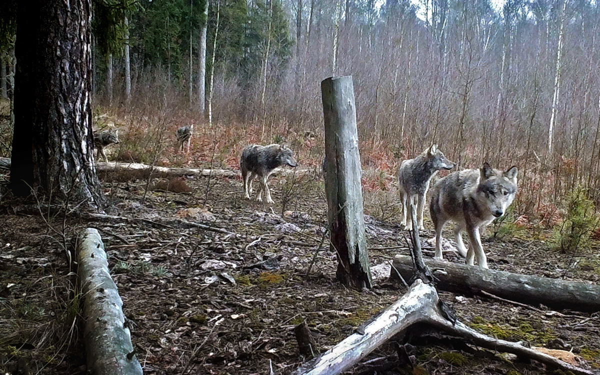 Breeding story of one model wolf pack leading by Torn Ear dominant female in Naliboki Forest: exceptional or routine?