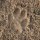 Is it possible to distinguish the golden jackal by tracks?