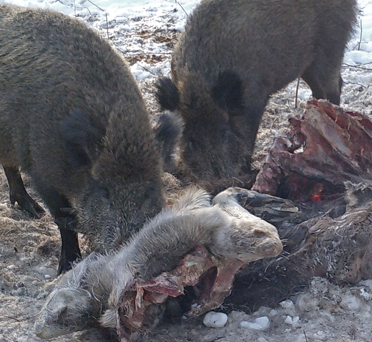 Dying of wild ungulates in the harsh conditions of too deep snow cover and which scavengers consume their carcasses