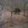 Brown bear attack on a wolf den in Naliboki Forest, central-western Belarus