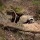 Wolf vandalizes badger sett with badger cubs inside