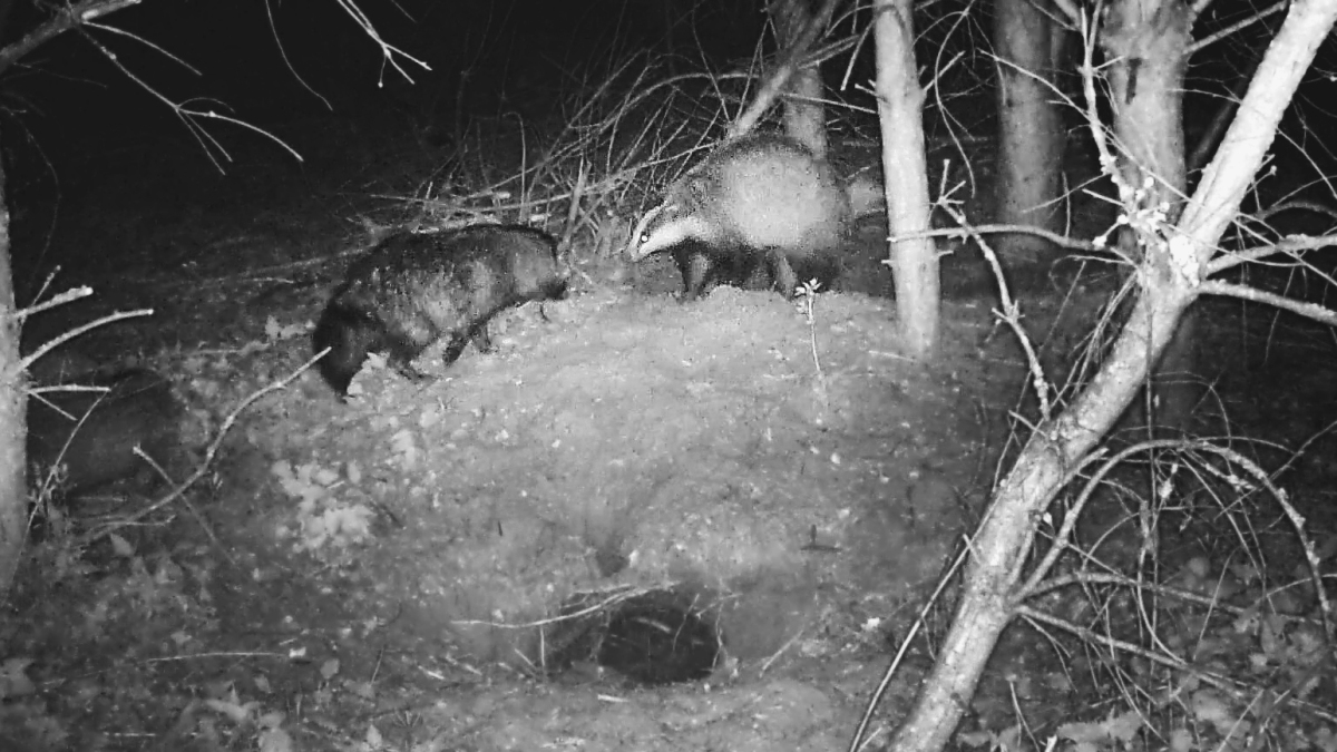 Raccoon dogs attacked an adult badger at its outlier