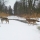 Results of study on wolves in Naliboki Forest in the winter of 2022-2023