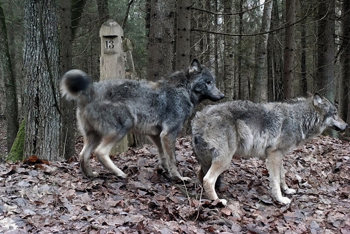 How wolves break the idea of the species monogamy