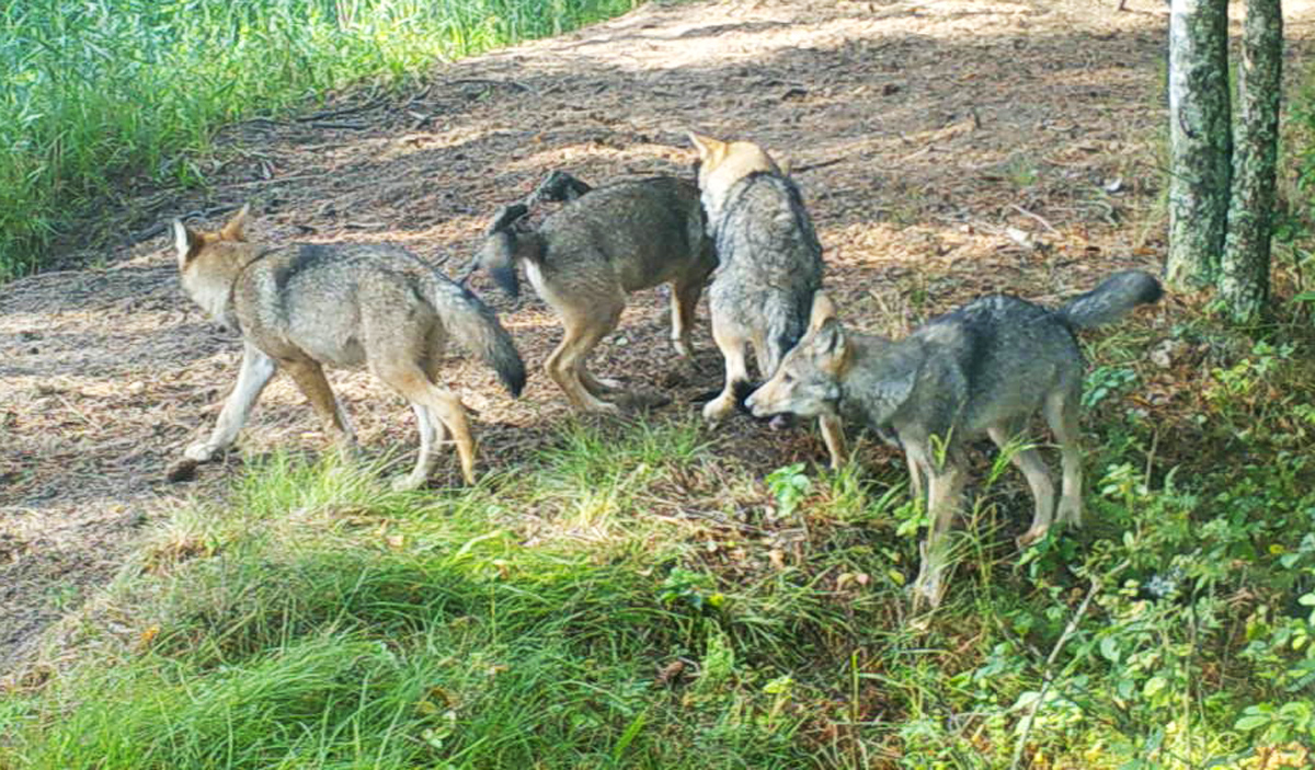 Study on wolf reproduction in Naliboki Forest in 2023: a short report