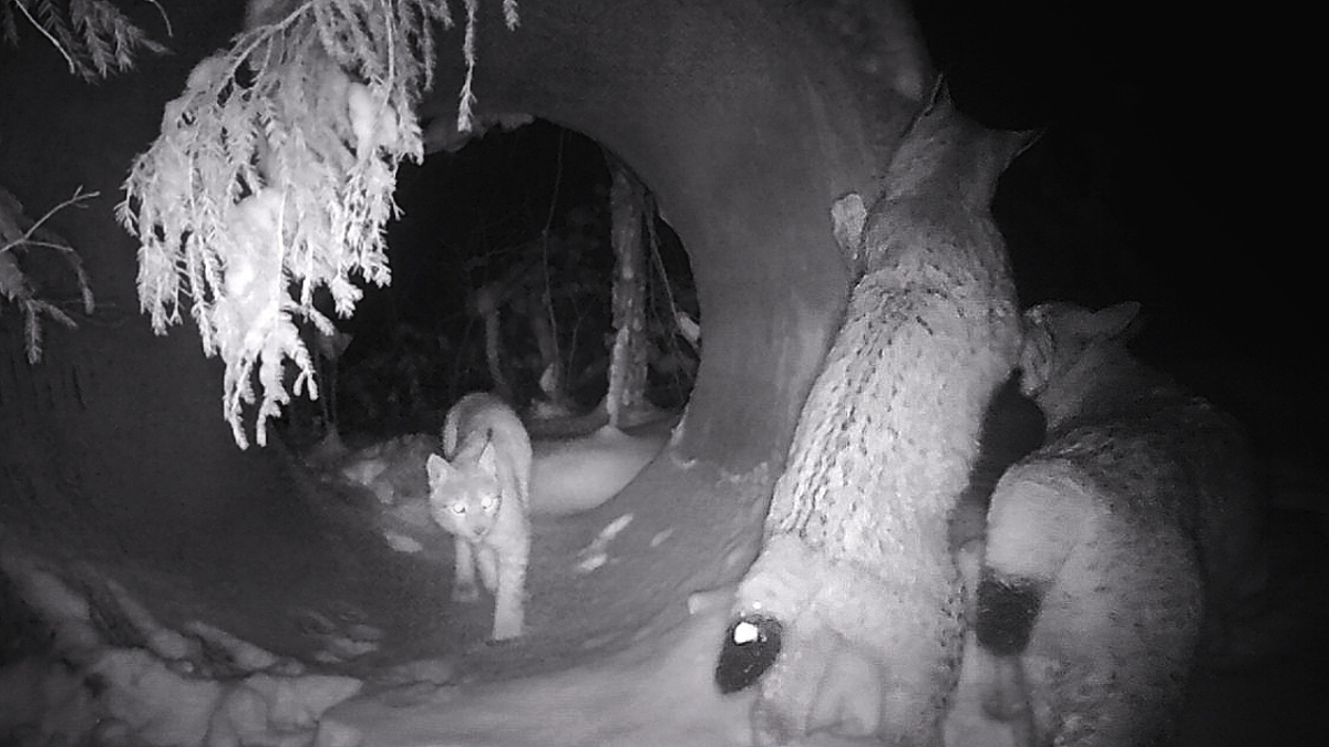 Observational insights: lynxes and wolves utilizing road pipes in Naliboki Forest